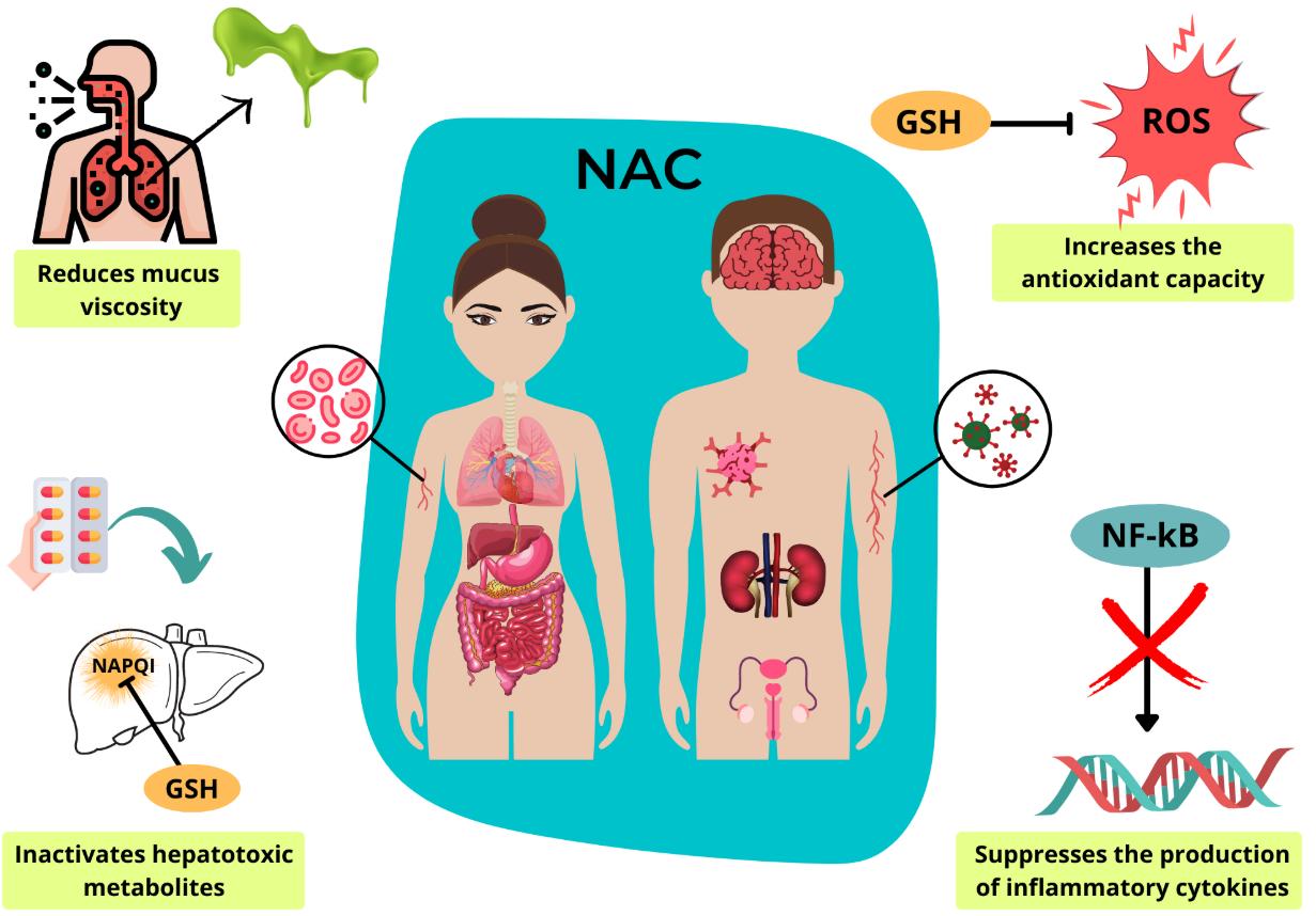 NAC giúp cung cấp glutathione, một chất chống oxy hóa quan trọng trong quá trình giải độc của gan.